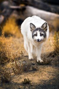 marble arctic fox