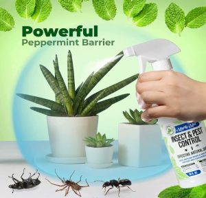 How often do you need to apply peppermint oil to keep spiders away?