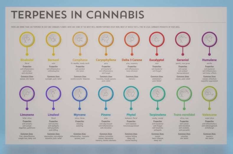 Terpenes in Cannabis